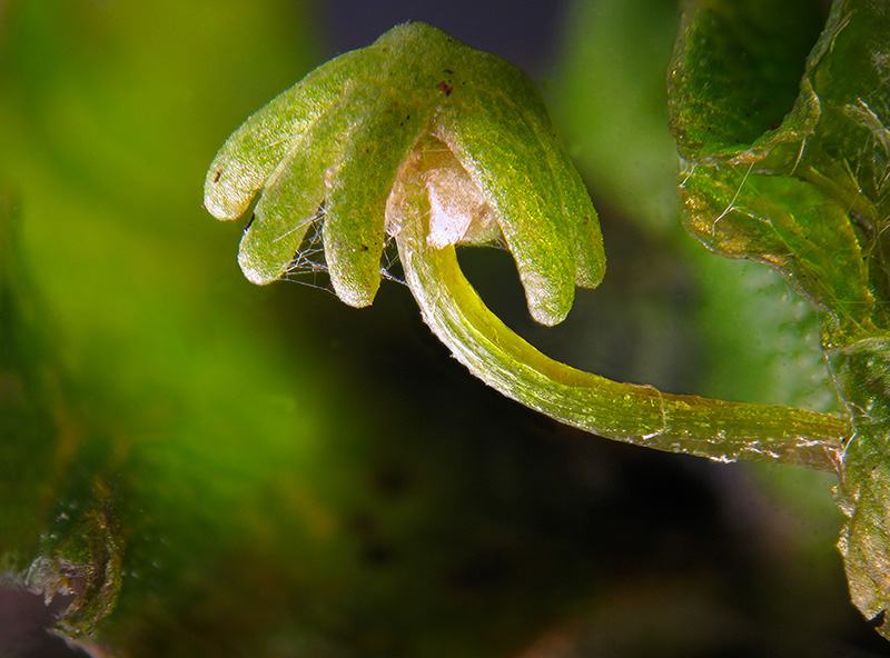 Marchantia polymopha